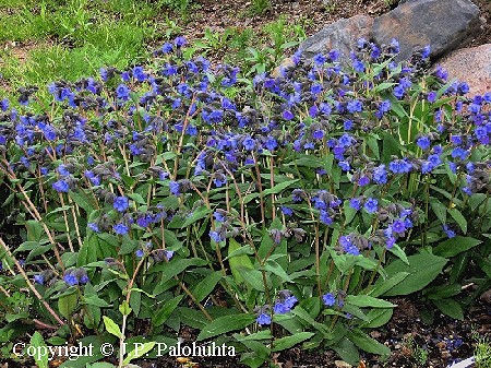 Tarhaimikkä - trädgårdslungört - Pulmonaria 'Blue Ensign'